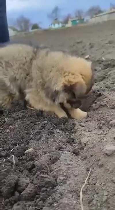 Puppy helps plant potatoes in Ukraine 🇺🇦🐶