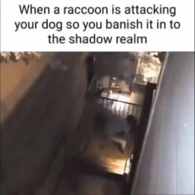 Daniel, the raccoon thrower