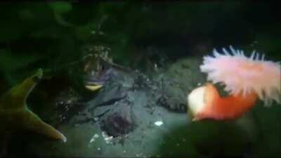 This anemone 'dancing' away from a starfish