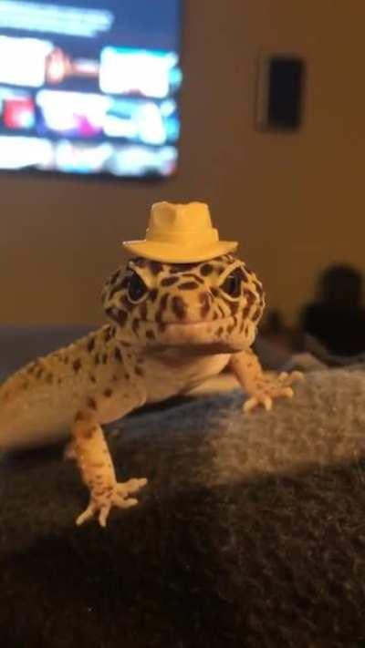 Here is my Leopard Gecko wearing a Lego cowboy hat