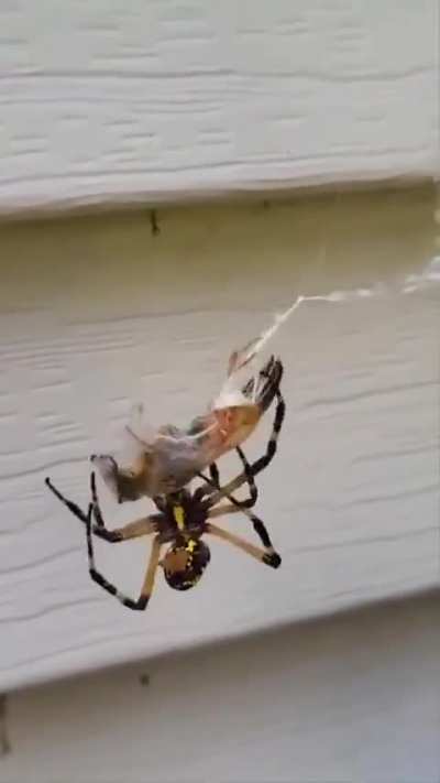 Spider fully wrapping a wasp in a minute