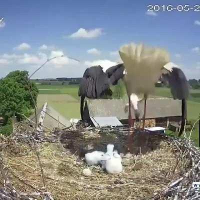 Stork mother throwing one of her chicks out of the nest to enhance the survival probability of her other chicks