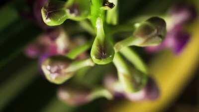 Orchid blossom, a little time-lapse of these beautiful plants. 3 weeks footage!