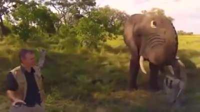 An elephant playfully stealing and then returning a wildlife photographer's hat