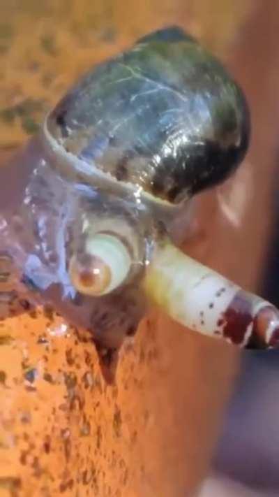 This snail