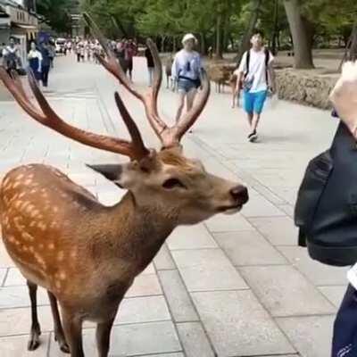 A very polite deer bowing to a tourist in Japan