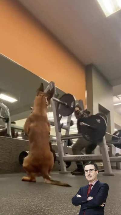 Service dog imitates his owner doing squats