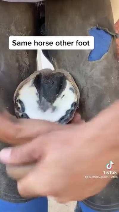 Horse Hoof Trimming