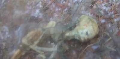 Decomposed alien remains found in forest