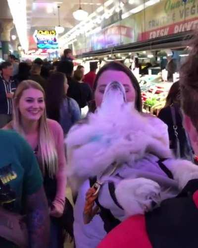 Making people smile with a corgi in a backpack