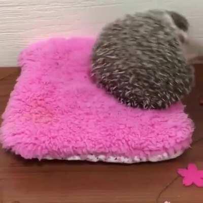 Hedgehoggo does himself a bamboozle