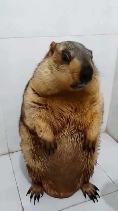 Look at his cute look and the way he turned around while bathing