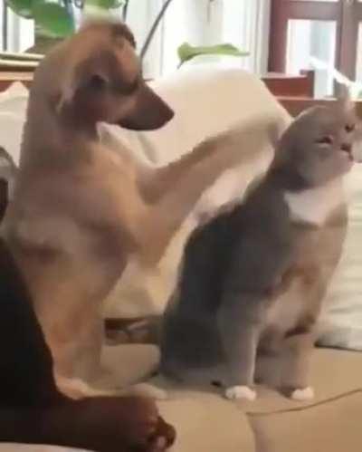 Doggo learns how to pet a cat