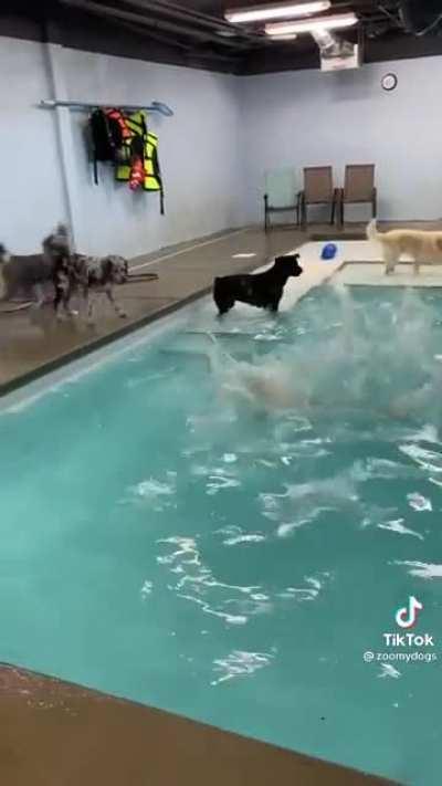 Puppy pool party..