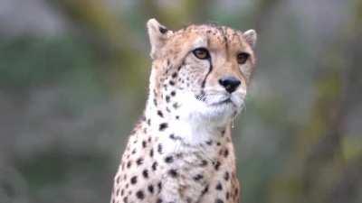 Stop, this is important.

Cheetahs do not growl, they meow, like domestic cats.