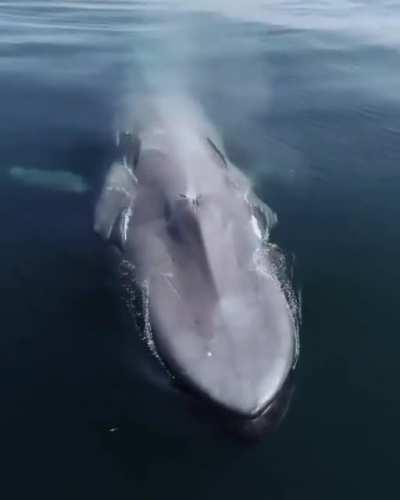 The blue whale 💙 the largest animal to ever live!