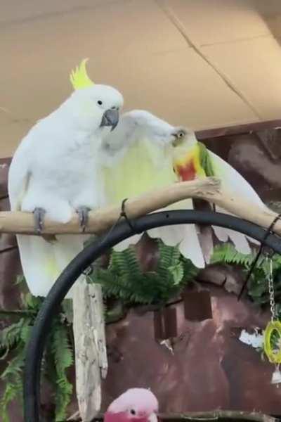 Parrot petting a parrot (offtopic)