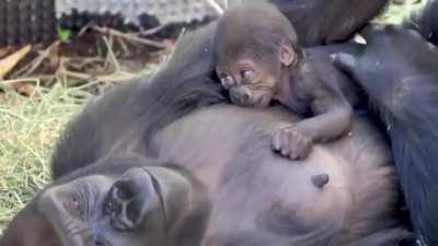 🔥 Gorilla mum patting her baby.