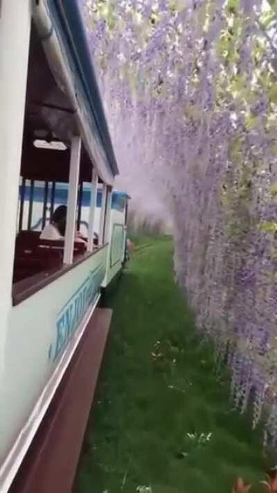 Wysteria tunnel in Japan