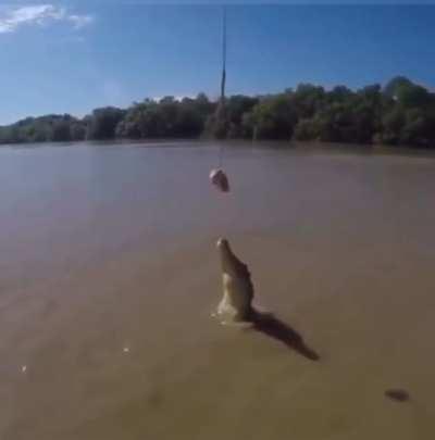 Vertical lunge of this Crocodile