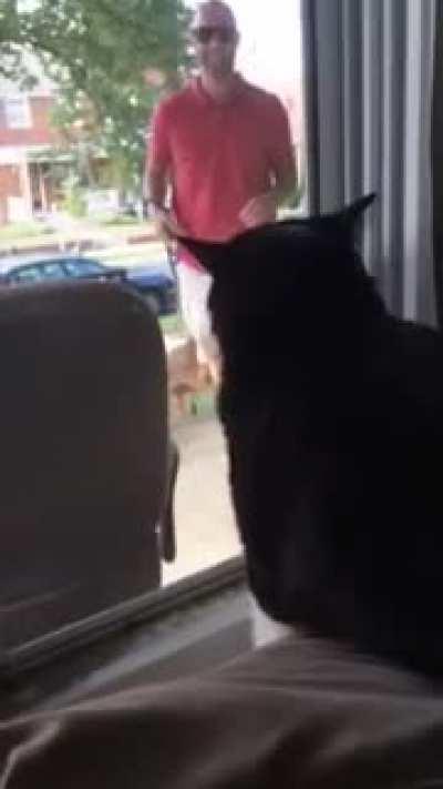 Cat sees his owner with a new dog