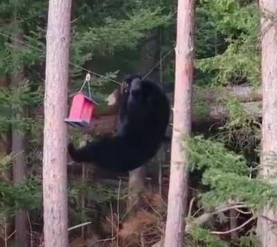 Black bear tests birdfeeder's cable strength before fully committing...