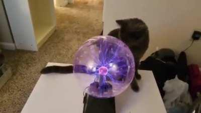 Tesla Cat