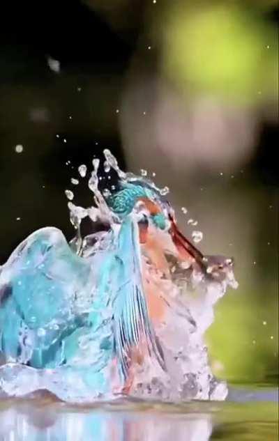 The way the underwater “eyelens” retracts, Kingfisher dive (closeup)