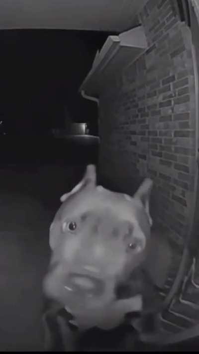 Pitbull stranded outside rings the doorbell