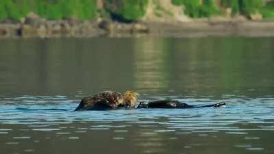 A spy otter captures a natural habitat of a cute otter.