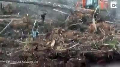 An orangutan tries to fight off a bulldozer destroying his forest...