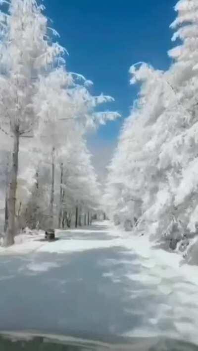 Driving through frost and snow-covered trees