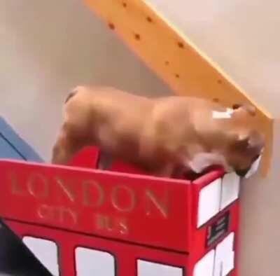 Owner built a bus lift for her dog who struggled on the stairs with arthritis