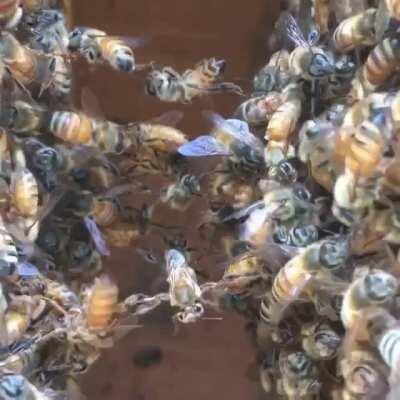 This is how bees measure empty space in the hive so they can build it with honeycomb. Called festooning, each little bee seems to have a measurement of its body and by linking arms they collectivley measure space.