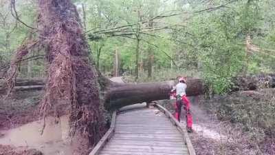 Fallen tree swings back into its old position after being cut in half