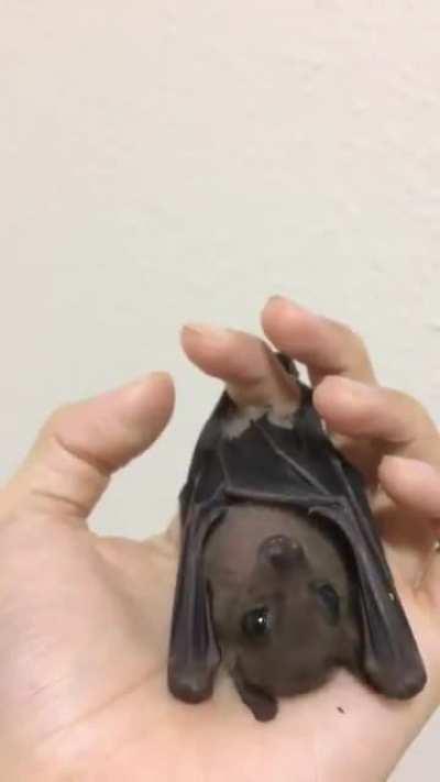 If you haven't seen a bat dangle from a hand, yawn, and groom himself, this is for you