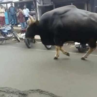 🔥 - An Indian Gaur