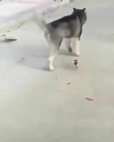 Good boy goin' for a walk with his little kitty fren