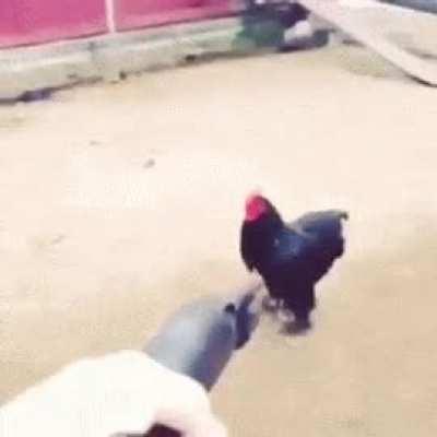 Wholesome video of a farmer bonding with his chicken 