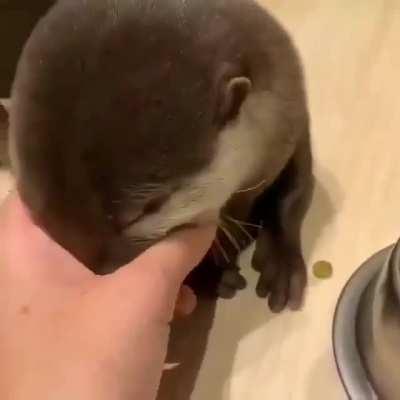 Otters make the cutest sounds!