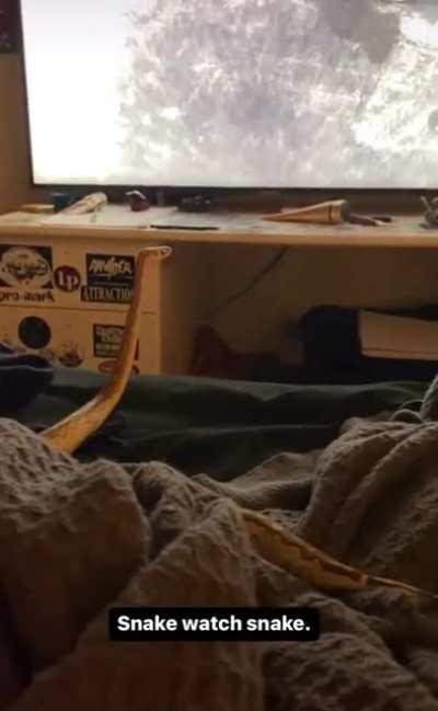 My snake watches tv.