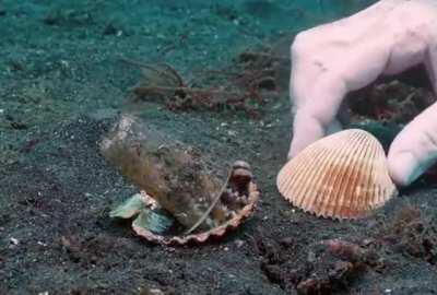 Diver convince octopus to trade his plastic cup for a seashell