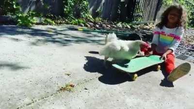 Chicken trusts her human friend enough to give skateboarding a try