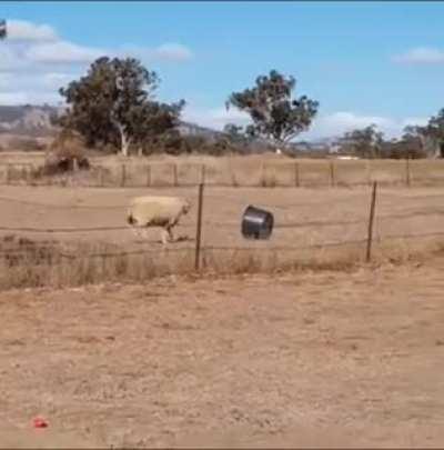 🔥 Idiot fighting a fiery nut : IdiotsFightingThings