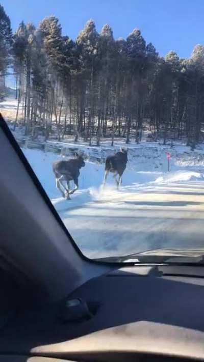 This pair of moose I saw on the way to the ski hill!