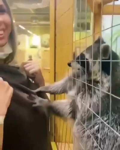 Racoon having a time of his life.