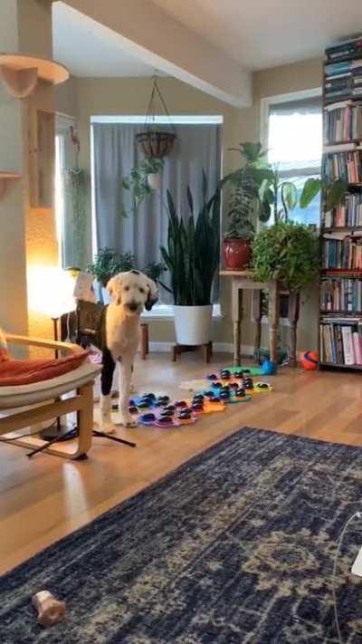 This doggo has learned to use speech buttons that are placed in different categories on hexagonal pads to communicate