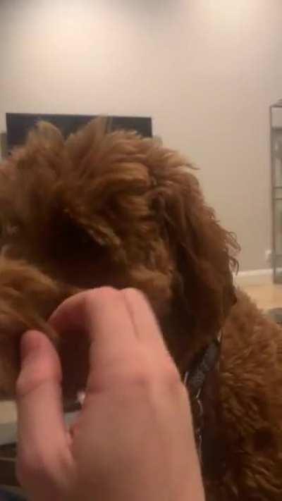 My dog nudges me with his nose if I stop petting him