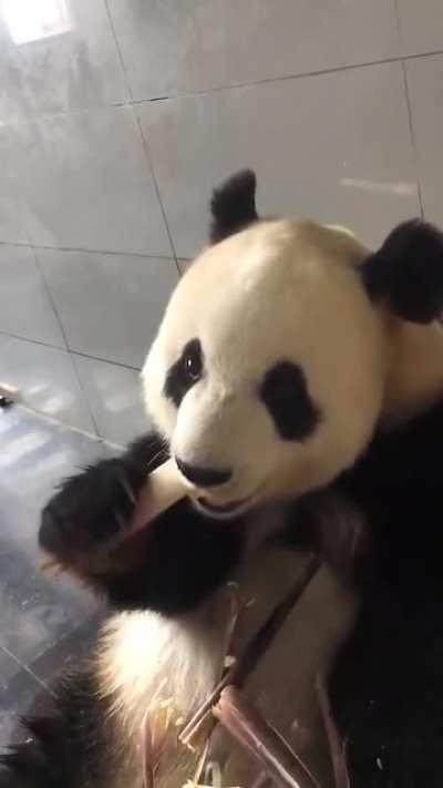 I didn’t realise how much I needed to see a panda eat bamboo until now