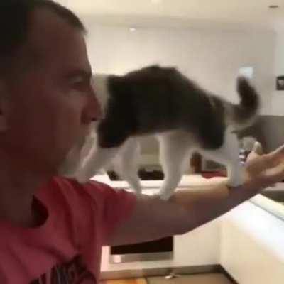 This is the proper way to pickup a Cat. Watch and Learn everyone.